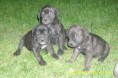 /album/fotogaleria/cane-corso-jpg/